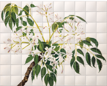 'China Berry [Melia azedarach]' Ceramic Tile Mural