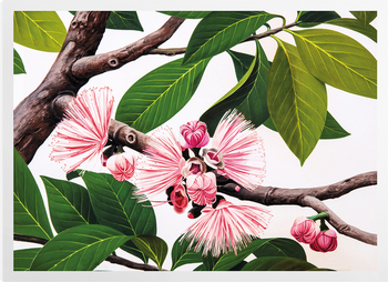 'Malay Apple [Eugenia malaccensis]' Art Prints