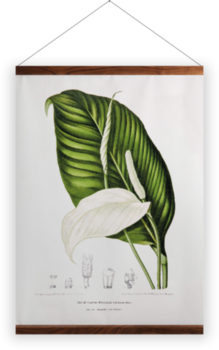 'Peace Lily [Spathiphyllopsis minahassae]' Wall Hanging