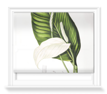 'Peace Lily [Spathiphyllopsis minahassae]' Roller Blind