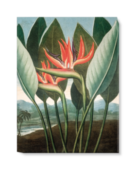 'Bird of Paradise [Strelitzia reginae]' Canvas Wall Art