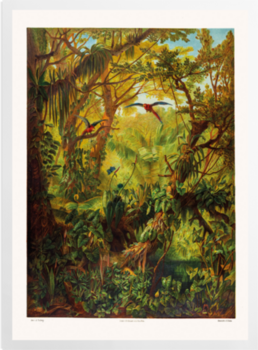 'Brazilian Jungle' Art prints