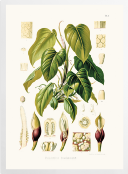 'Philodendron Fragrantissimum' Art prints