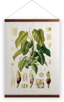 'Philodendron Fragrantissimum' Wall hangings