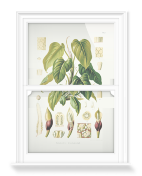 'Philodendron Fragrantissimum' Decorative window films