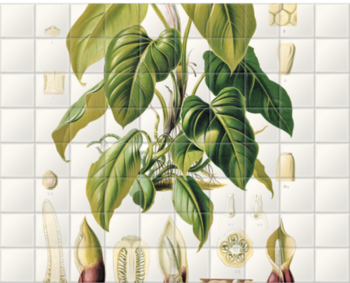 'Philodendron Fragrantissimum' Ceramic tile murals
