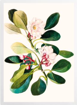 'Clusia Grandiflora' Art prints
