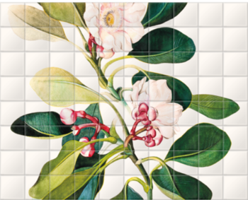 'Clusia Grandiflora' Ceramic tile murals