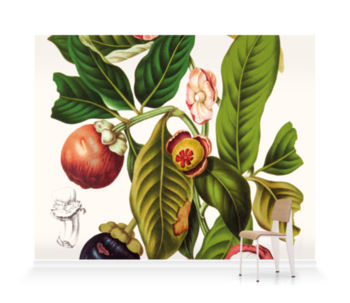 'Garcinia × Mangostana' Wallpaper murals