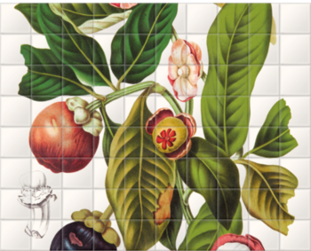 'Garcinia × Mangostana' Ceramic tile murals