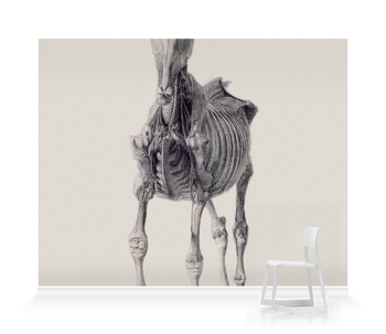 'Ninth Anatomical Table of Horse Muscles' Wallpaper Mural