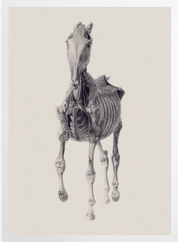 'Ninth Anatomical Table of Horse Muscles' Art Prints