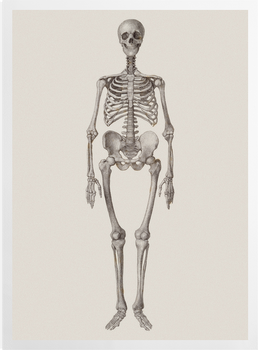 'Human Skeleton: Frontal View' Art Prints