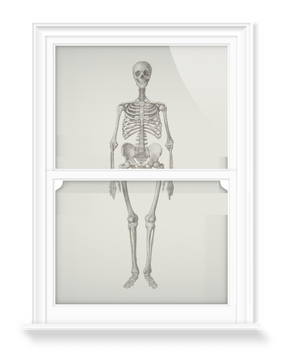 'Human Skeleton: Frontal View' Decorative Window Films