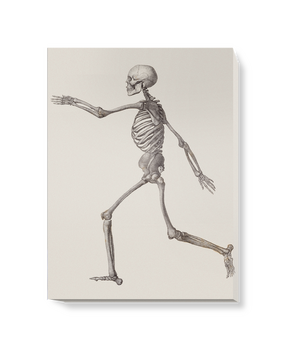 'Human Skeleton: Lateral View' Canvas Wall Art