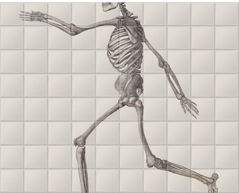 'Human Skeleton: Lateral View' Ceramic Tile Mural