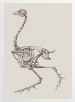'Fowl Skeleton: Lateral View' Art Prints