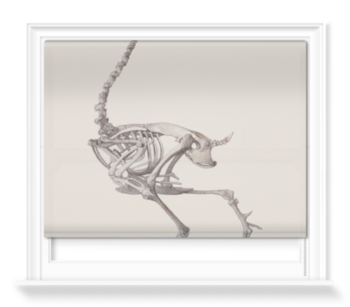 'Fowl Skeleton: Lateral View' Roller Blind