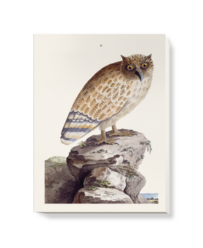 'The Great Ceylonese Eared Owl' Canvas Wall Art
