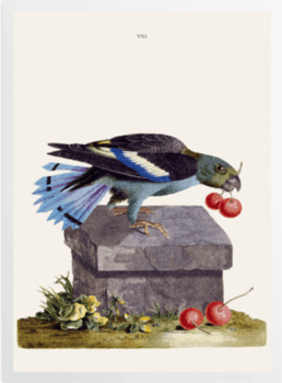 'The Black-winged Parroquet' Art Prints