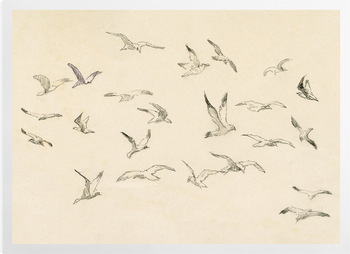 'Studies of Birds' Art Prints