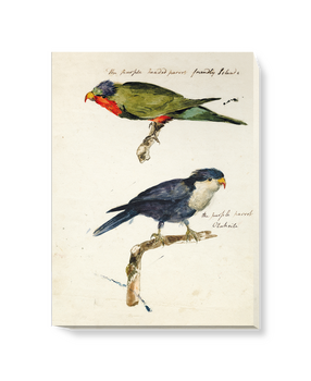 'Two studies of Parrots' Canvas Wall Art