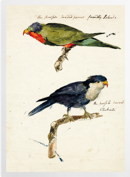 'Two studies of Parrots' Art Prints