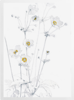 'Anemone hupehensis 'Honorine Joubert'' Art Prints