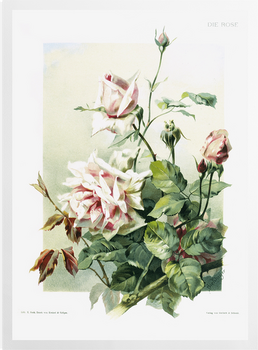 'Rosa 'La France'' Art Prints