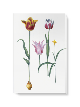 'Tulipa I' Canvas Wall Art