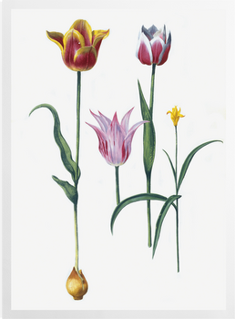 'Tulipa I' Art Prints