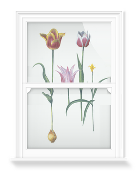 'Tulipa I' Decorative Window Film