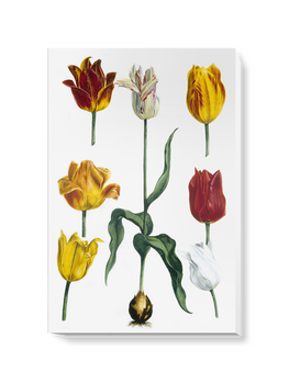 'Tulipa II' Canvas Wall Art