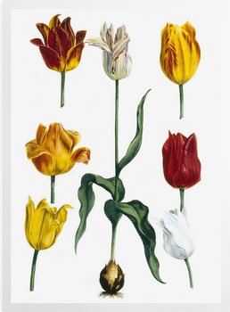 'Tulipa II' Art Prints