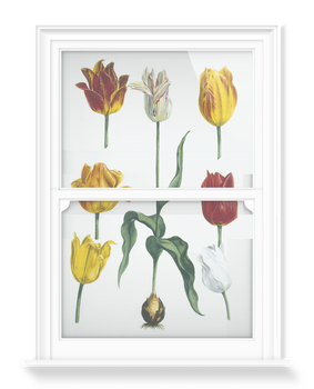 'Tulipa II' Decorative Window Film