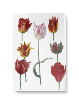 'Tulipa cultivars' Canvas Wall Art