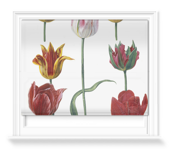 'Tulipa cultivars' Roller Blind