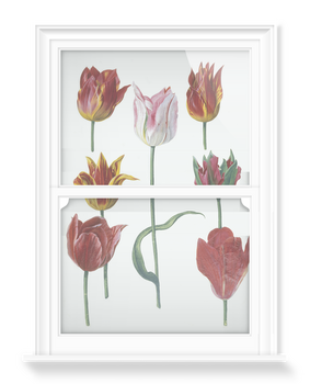 'Tulipa cultivars' Decorative Window Film