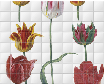 'Tulipa cultivars' Ceramic Tile Mural
