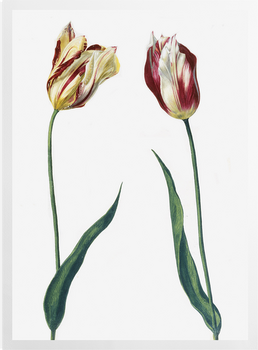 'Tulipa 'Admiral Bataen'' Art Prints