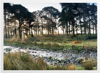 'Forest of Bowland II' Art Prints
