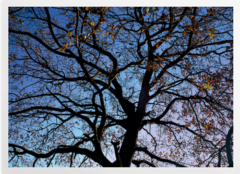 'Oak Trees in Winter' Art Prints