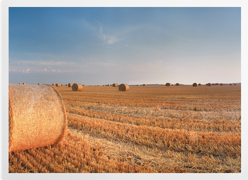 'Round Wheat Bales In Field After Harvesting' Art Prints