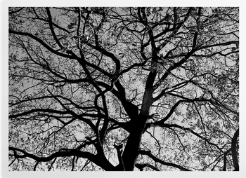 'Oak Trees in Winter B&W' Art Prints