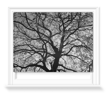 'Oak Trees in Winter B&W' Roller Blind