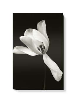 'White Tulip' Canvas Wall Art