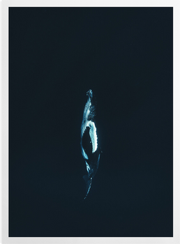 'Whale at Midnight' Art prints