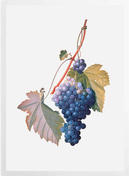 'Grapes ' Art Prints