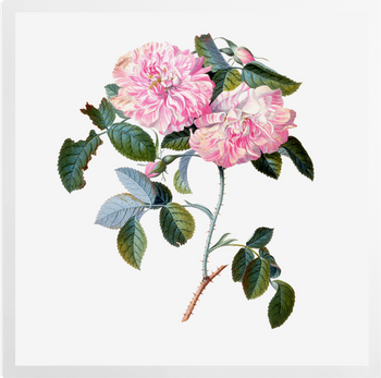 'Striped Monthly Rose' Art Prints
