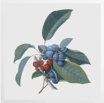 'Red Cherries and Damsons' Art Prints